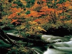 十和田湖・奥入瀬渓流の写真
