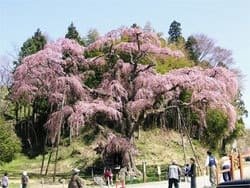紅枝垂地蔵ザクラの写真