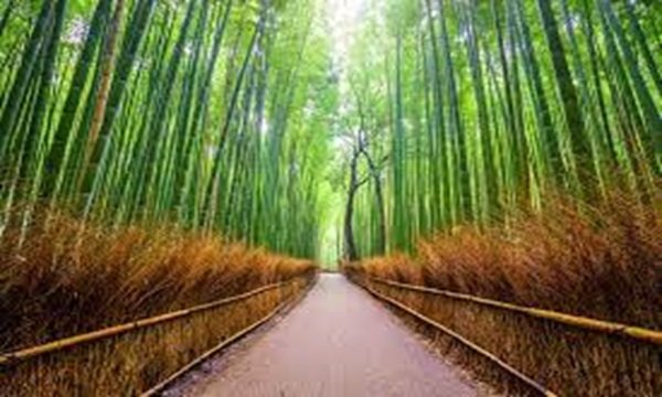 竹林の小径の写真
