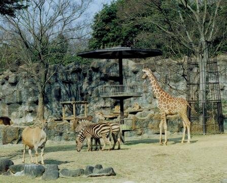 愛媛県立とべ動物園の写真
