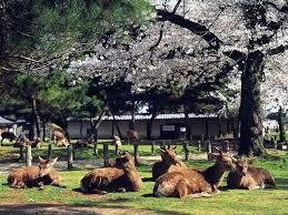 奈良公園の写真