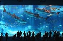 海洋博公園・沖縄美ら海水族館の写真