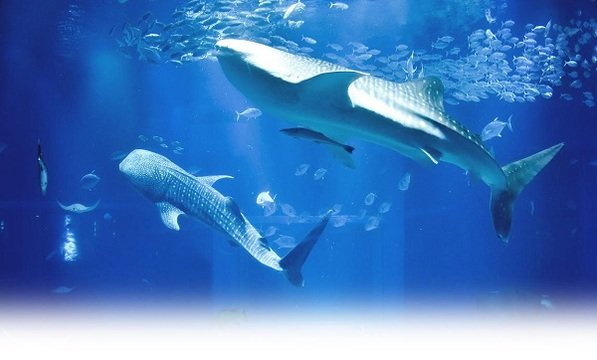 海遊館の写真